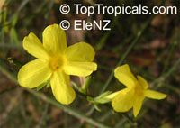 Jasminum nudiflorum, Winter jasmine