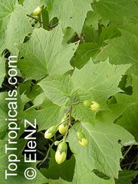 Kirengeshoma palmata, Yellow Waxbells