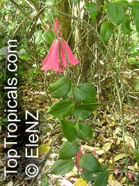 Lapageria rosea, Chilean Bellflower, Copihue