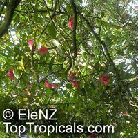 Lapageria rosea, Chilean Bellflower, Copihue