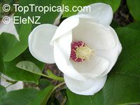 Magnolia sieboldii, Oyama magnolia Magnolia sieboldii, Oyama magnolia