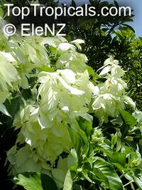 Mussaenda sp., Mussaenda