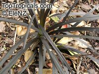 Ophiopogon planiscapus, Black Mondo grass, Black Lilyturf, Snakebeard