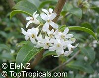 Osmanthus delavayi, Delavay Osmanthus, Delavay Tea Olive Osmanthus delavayi, Delavay Osmanthus, Delavay Tea Olive