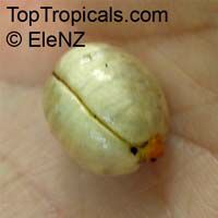 Polyalthia australis, Polyalthia