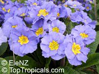 Primula sp., Primrose