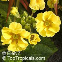 Primula sp., Primrose