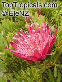 Protea sp., Sugarbush