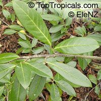 Prunus laurocerassus, Laurel Cherry, English laurel