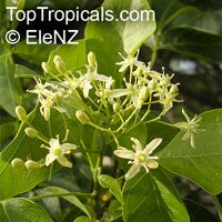 Ptelea trifoliata, Hop Tree, Wafer Ash, Stinking Ash