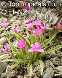 Rhodohypoxis baurii, Rose Grass