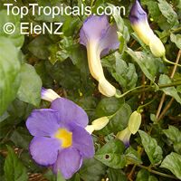 Thunbergia erecta, King Thunbergia erecta, King