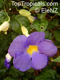 Thunbergia erecta, King Thunbergia erecta, King