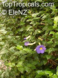 Thunbergia erecta, King Thunbergia erecta, King