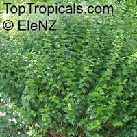 Thunbergia erecta, King Thunbergia erecta, King