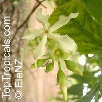 Voacanga africana 