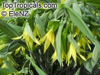 Uvularia grandiflora Uvularia grandiflora