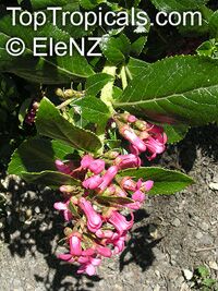 Weigela sp. Weigela sp.