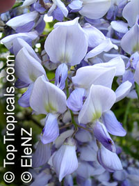 Wisteria sp. Wisteria sp.