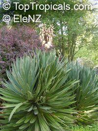 Yucca sp. Yucca sp.