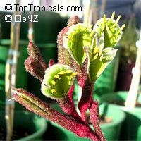 Anigozanthos sp., Kangaroo Paw