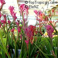 Anigozanthos sp., Kangaroo Paw