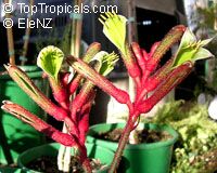 Anigozanthos sp., Kangaroo Paw
