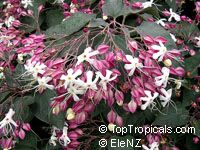Clerodendrum trichotomum, Harlequin Glory, Clerodendron