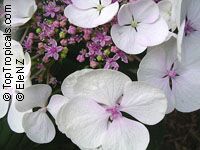 Hydrangea sp., Hydrangea