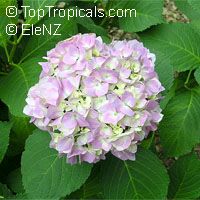 Hydrangea sp., Hydrangea
