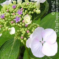 Hydrangea sp., Hydrangea