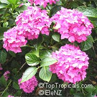 Hydrangea sp., Hydrangea