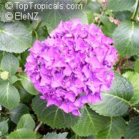 Hydrangea sp., Hydrangea