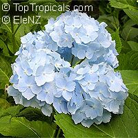 Hydrangea sp., Hydrangea