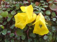 Impatiens repens, Balsam, Busy Lizzie