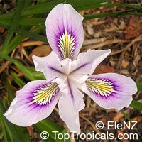 Iris sp. ( Laevigatae group ), Water Irises
