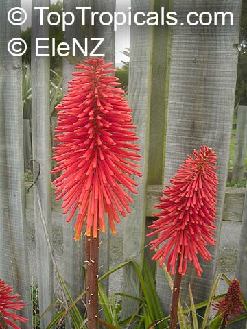 Beautiful Torch-Lily and great Cape Aloe in Saving Set!