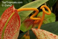 Anthurium sp., Tail Flower