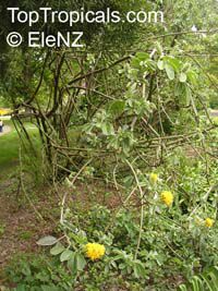 Argyrocytisus battandieri, Cytisus battandieri, Pineapple Broom Argyrocytisus battandieri, Cytisus battandieri, Pineapple Broom