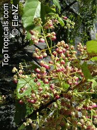 Aristotelia serrata, Aristotelia racemosa , Makomako, Wineberry Aristotelia serrata, Aristotelia racemosa , Makomako, Wineberry