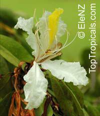 Baikiaea insignis 