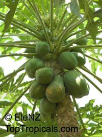 Carica papaya, Papaya