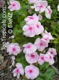 Catharantus roseus, Vinca rosea, Madagascar Periwinkle, Vinca