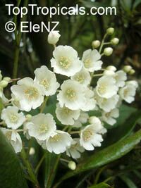 Clethra arborea, Lily of the Valley Tree