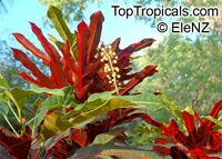 Codiaeum variegatum, Croton Codiaeum variegatum, Croton