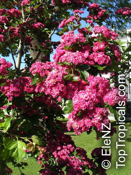 washington hawthorn tree pictures. Hawthorn, Washington Thorn