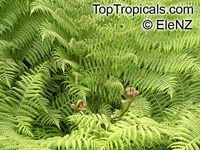 Cyathea australis, Alsophila australis, Rough Tree Fern