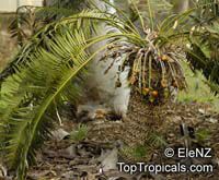 Cycas circinalis, Cycas undulata, Cycas wallichii, Queen Sago Cycas circinalis, Cycas undulata, Cycas wallichii, Queen Sago