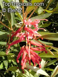 Embothrium coccineum