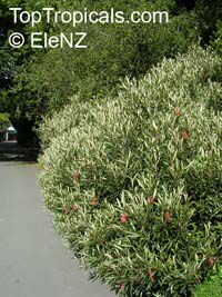 Embothrium coccineum